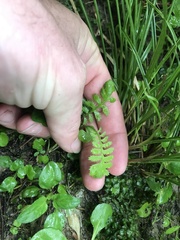 Leptinella squalida