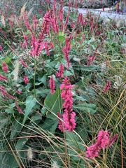 Bistorta amplexicaulis