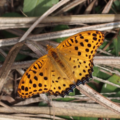 Argynnis hyperbius hyperbius