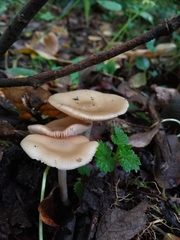 Singerocybe clitocyboides
