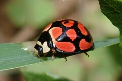 Cheilomenes lunata