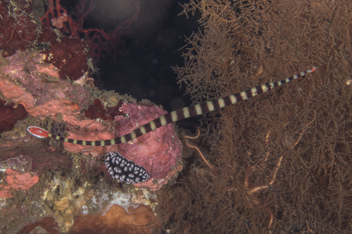 Banded pipefish (Dunckerocampus dactyliophorus) — Syngnathidae — 5