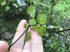 Coprosma rotundifolia