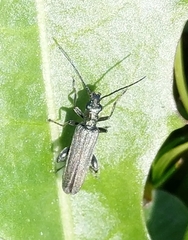 Oedemera