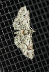 Calluga costalis