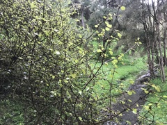 Coprosma rotundifolia