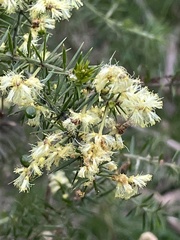 Acacia genistifolia