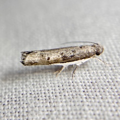 Xylorycta melaleucae