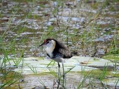 Irediparra gallinacea