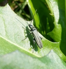 Oedemera