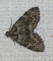 Heterochasta lasioplaca