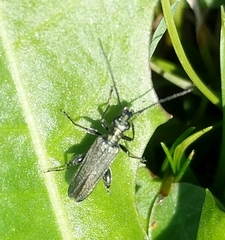 Oedemera