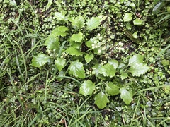 Senecio rufiglandulosus