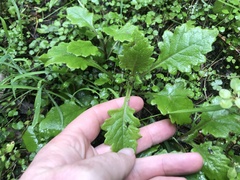 Senecio rufiglandulosus