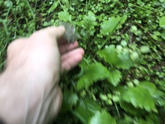 Senecio rufiglandulosus