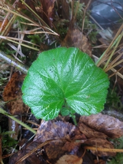 Geum