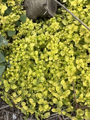 Ceanothus thyrsiflorus