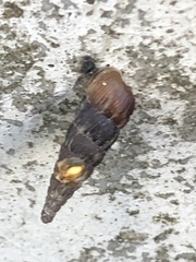 Alinda biplicata