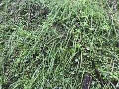Arthropodium candidum