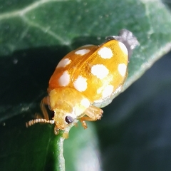 Vibidia duodecimguttata