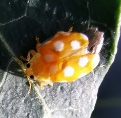 Vibidia duodecimguttata