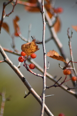 Crataegus sanguinea
