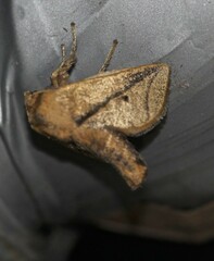 Anaxidia lozogramma