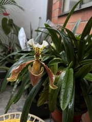 Paphiopedilum