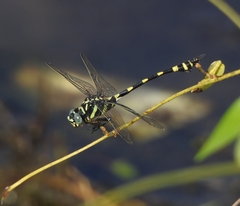 Ictinogomphus rapax
