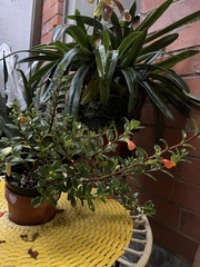 Nematanthus