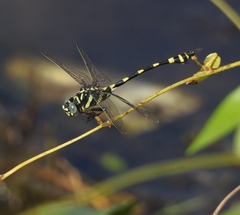 Ictinogomphus rapax