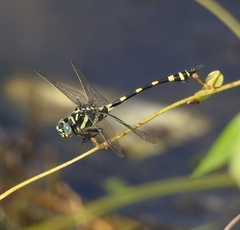 Ictinogomphus rapax