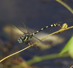 Ictinogomphus rapax