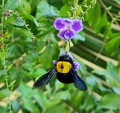 Xylocopa pubescens