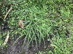 Arthropodium candidum