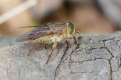 Scaptia abdominalis