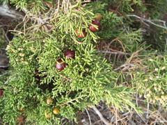 Juniperus phoenicea