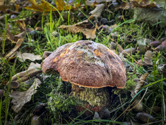 Neoboletus erythropus
