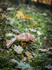 Neoboletus erythropus