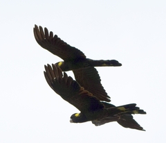 Zanda funerea xanthanota