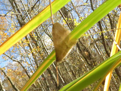 Operophtera fagata