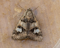 Drasteria adumbrata