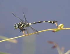 Ictinogomphus rapax