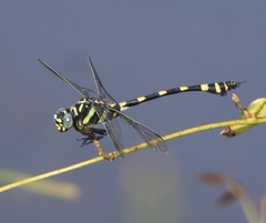 Ictinogomphus rapax
