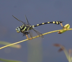 Ictinogomphus rapax
