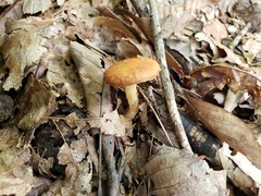Limacella