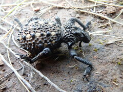 Brachycerus