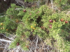 Juniperus phoenicea