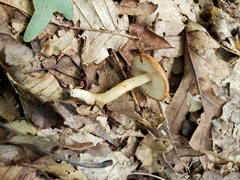 Limacella