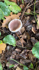 Mycena pura